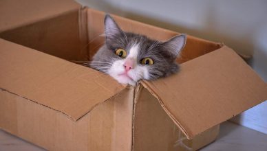 il gatto Schrödinger fisica